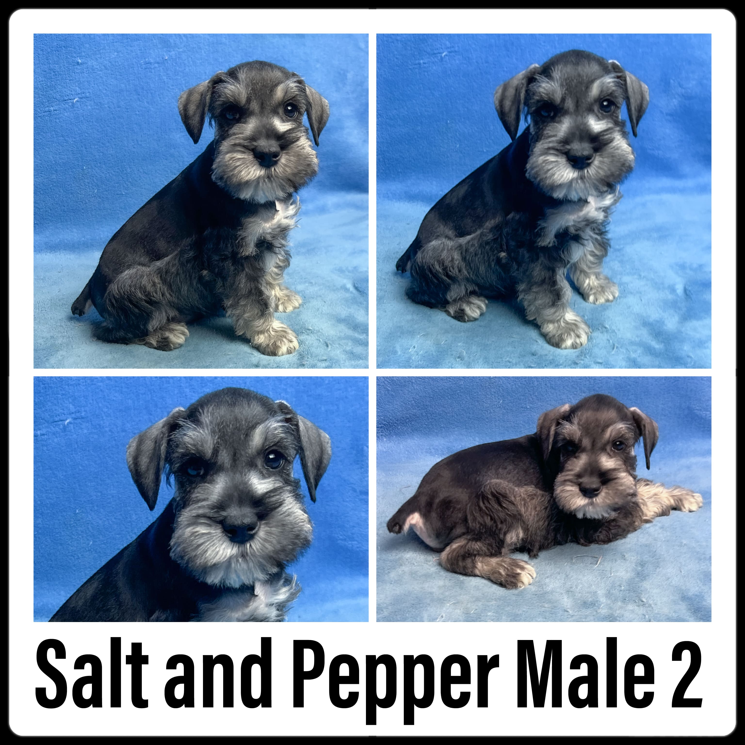 Merle Parti Miniature Schnauzer - Female